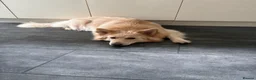 German Shepherd dogs for sale: 7 beautiful pups - Advert 23