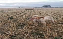 Mixed Breed dogs for sale: Beautiful litter of f1 setterdors  - Image 14
