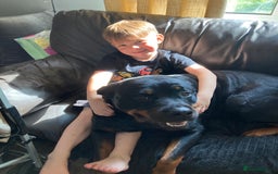 Rottweiler dogs for sale: Rottweiler  - Image 7