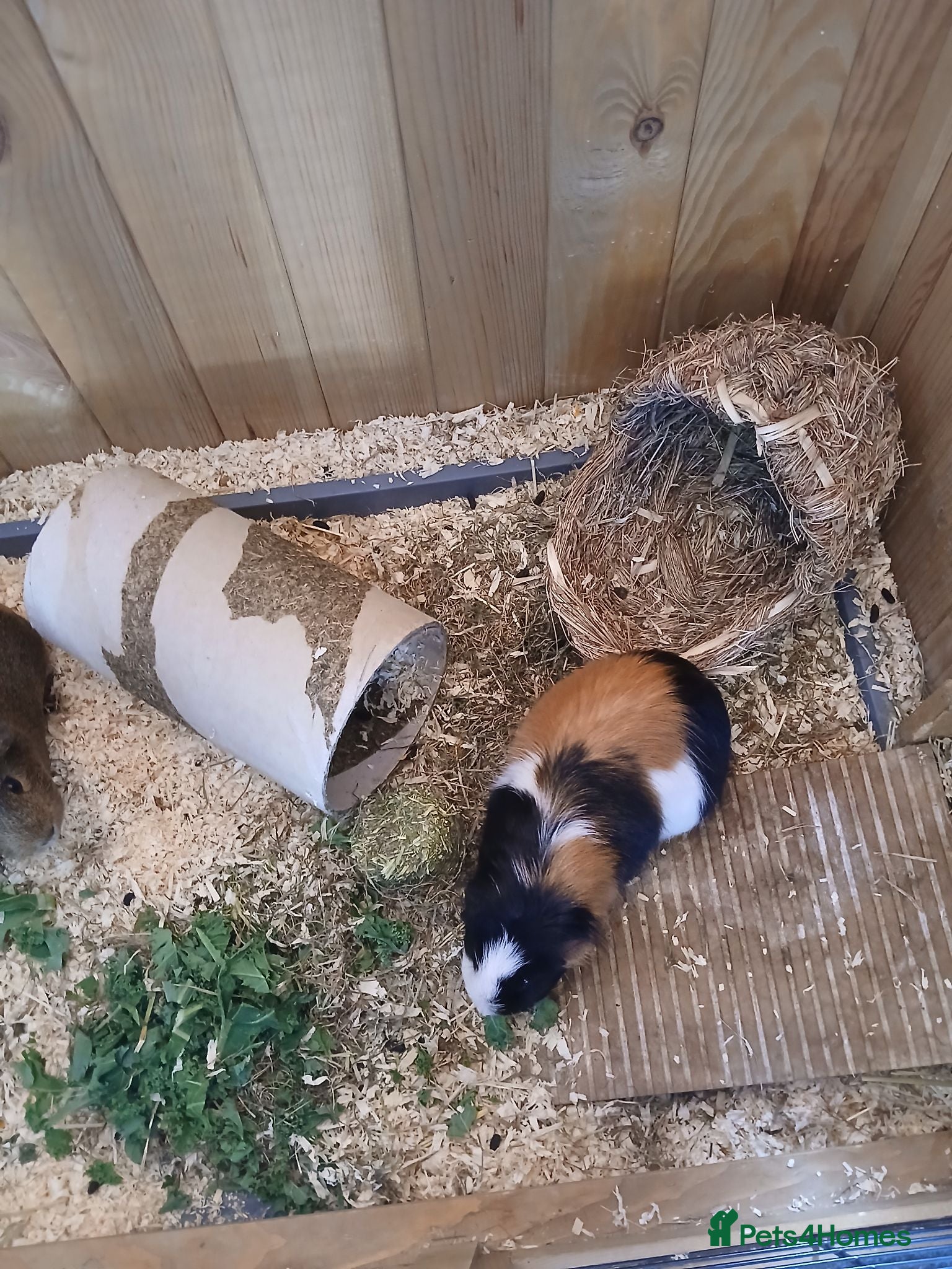 Guinea Pig rodents 2 Male Guinea Pigs. - Advert 1