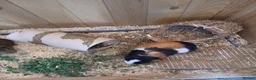 Guinea Pig rodents for sale: 2 Male Guinea Pigs. - Advert 1