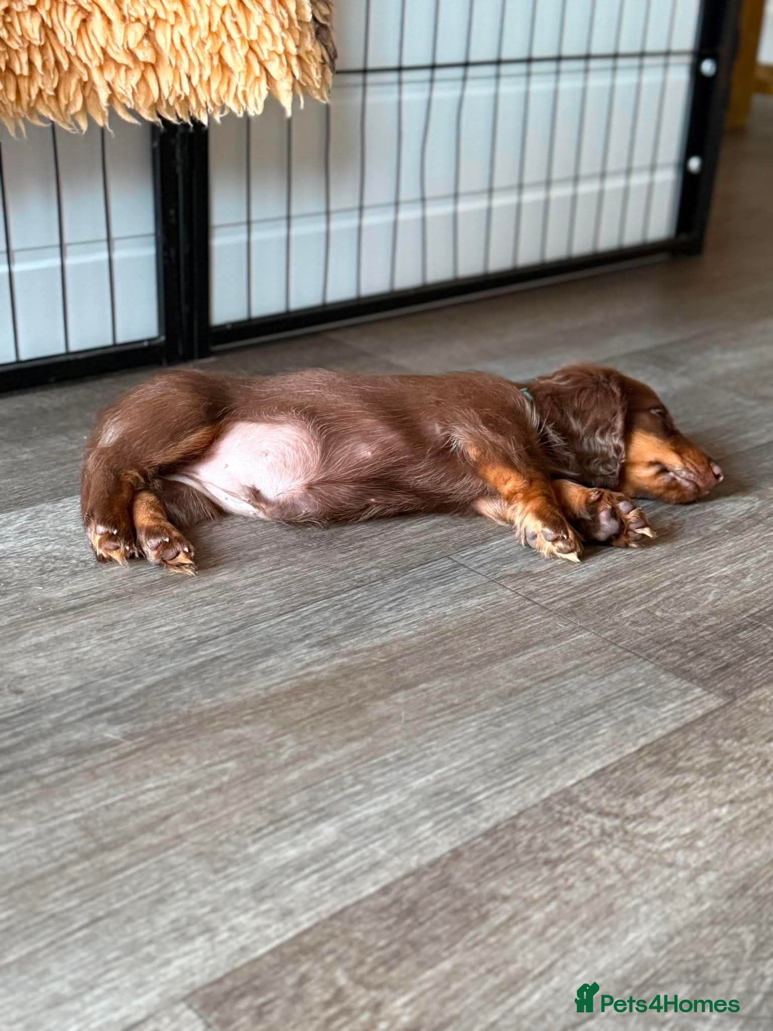 Miniature Dachshund dogs REDUCED Ready Now. 2 BOYS KC Reg Mini Long Haired  - Advert 2