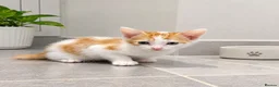 Mixed Breed cats for sale: Kittens looking for loving homes! in Leicester - Advert 4