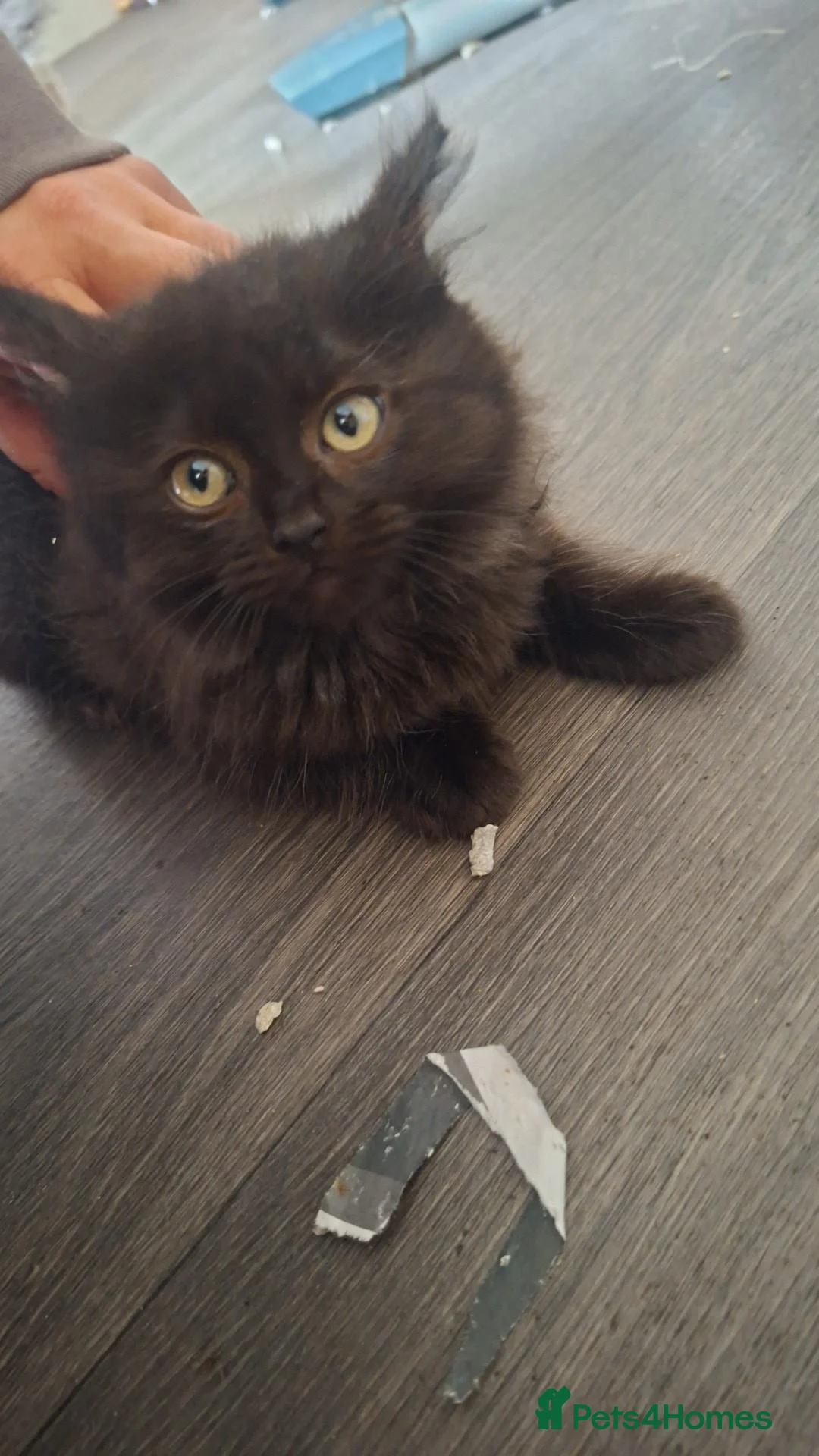 Mixed Breed cats for sale: Half ragdol and British short hair  - Advert 2