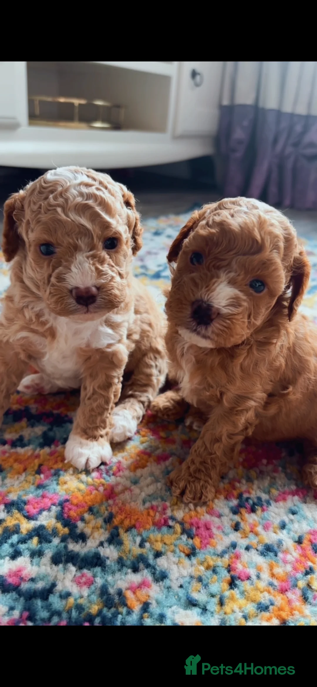 Cavapoo dogs for sale: Toy Cavapoo puppies - Advert 1