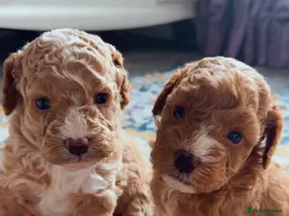 Cavapoo dogs Toy Cavapoo puppies - Advert 15