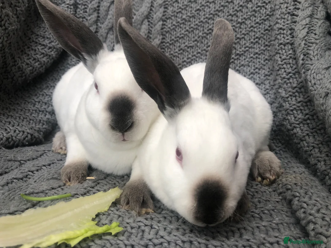 Rex rabbits for sale: Beautiful velvet mini Rex & Rex rabbits - Advert 2