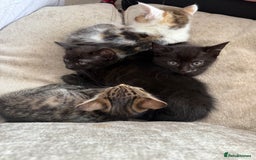 Domestic Shorthair cats for sale: 3 females - Image 2