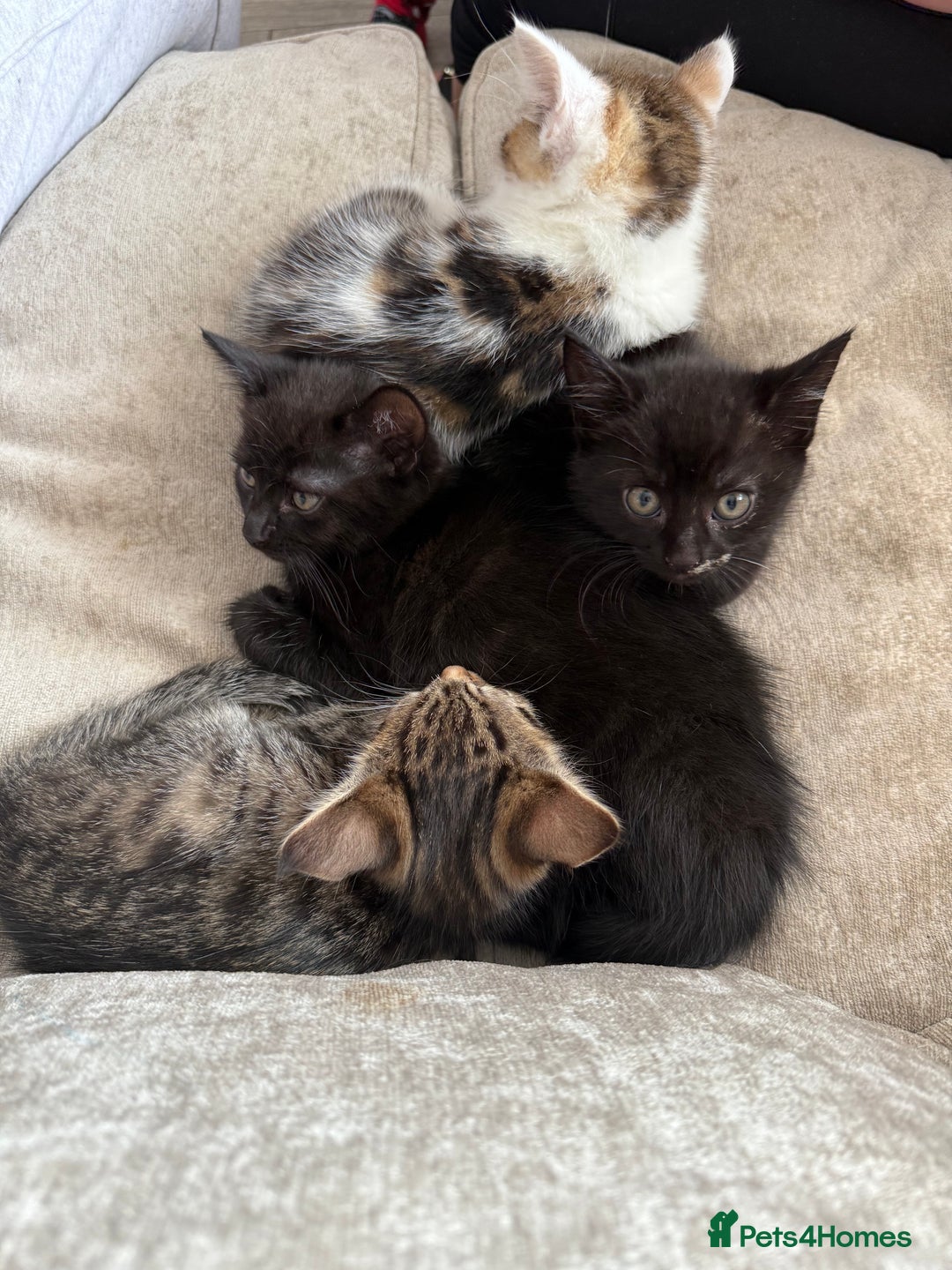 Domestic Shorthair cats for sale: 3 females - Image 2