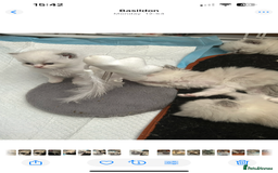 Persian cats for sale: Persian x ragdoll  - Image 10