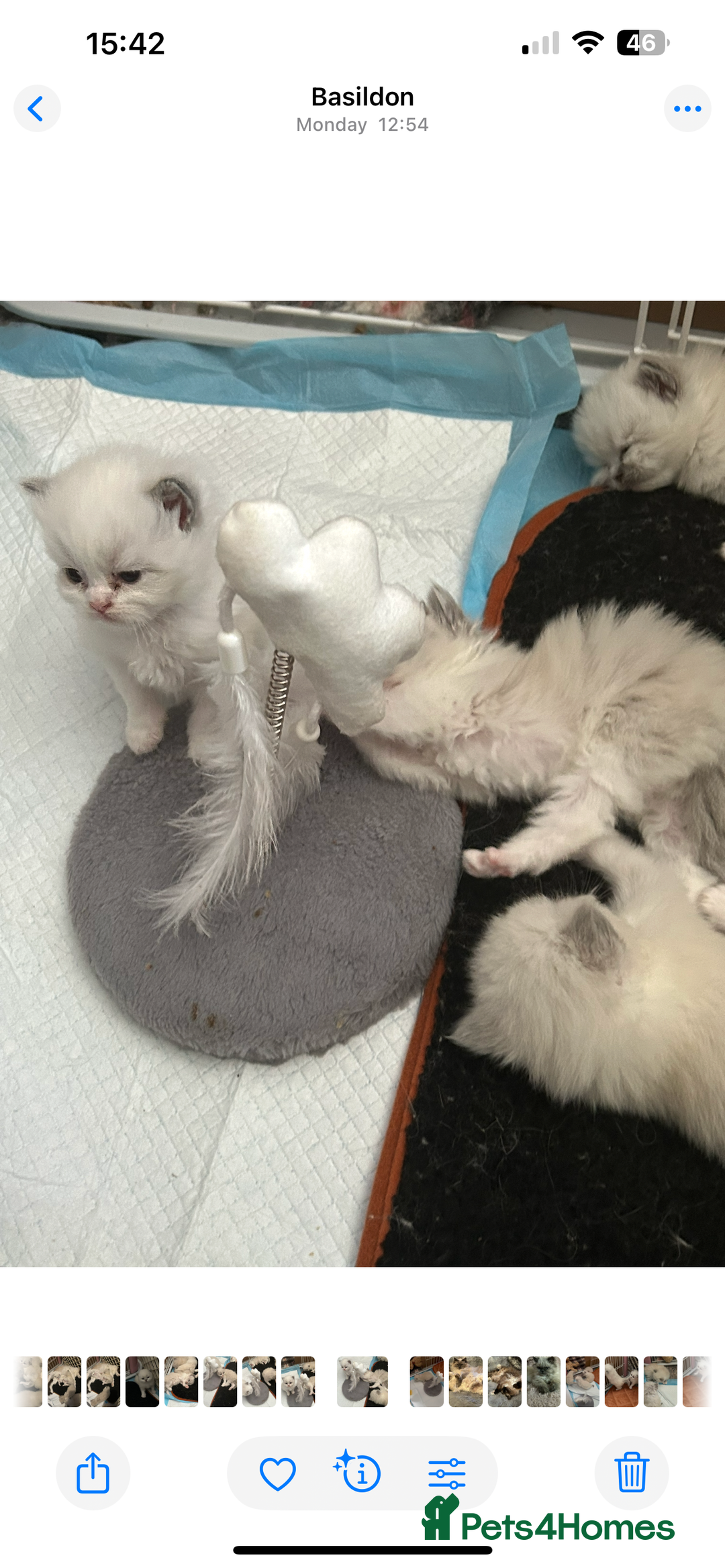 Persian cats for sale: Persian x ragdoll  - Image 10