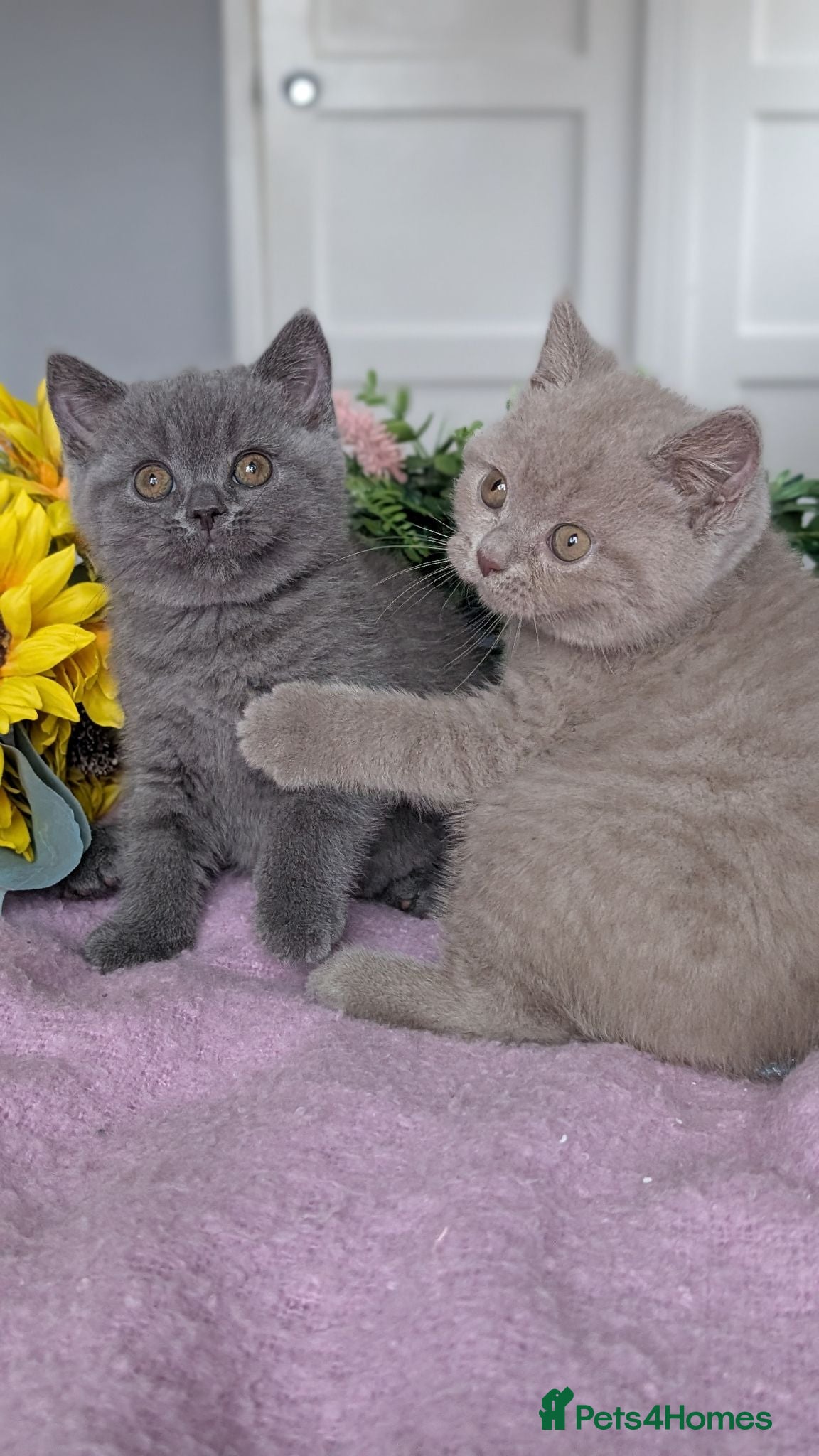 British Shorthair cats GCCF REGISTERED OUTSTANDING BRITISH SHORTHAIR  - Advert 2