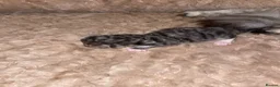 Siberian cats for sale: Champion Lines | TICA Siberian Kittens–Mid-January - Advert 8