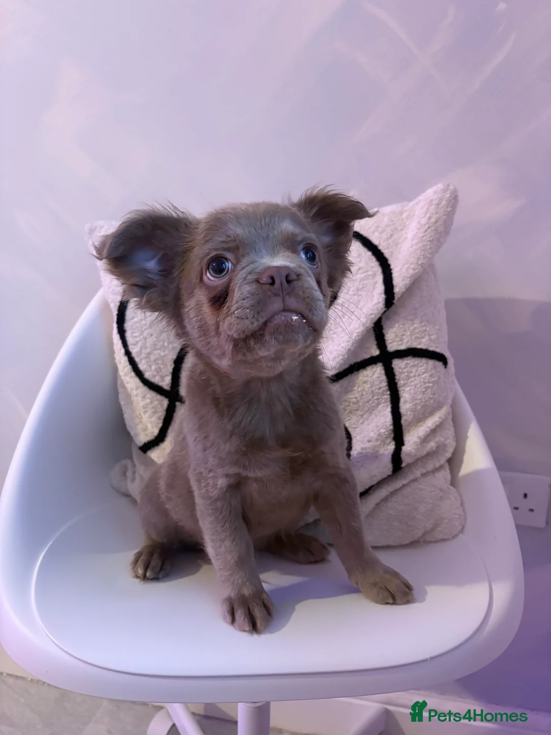 French Bulldog dogs for sale: BEAUTIFUL FRENCH BULLDOG BABIES!  - Advert 2