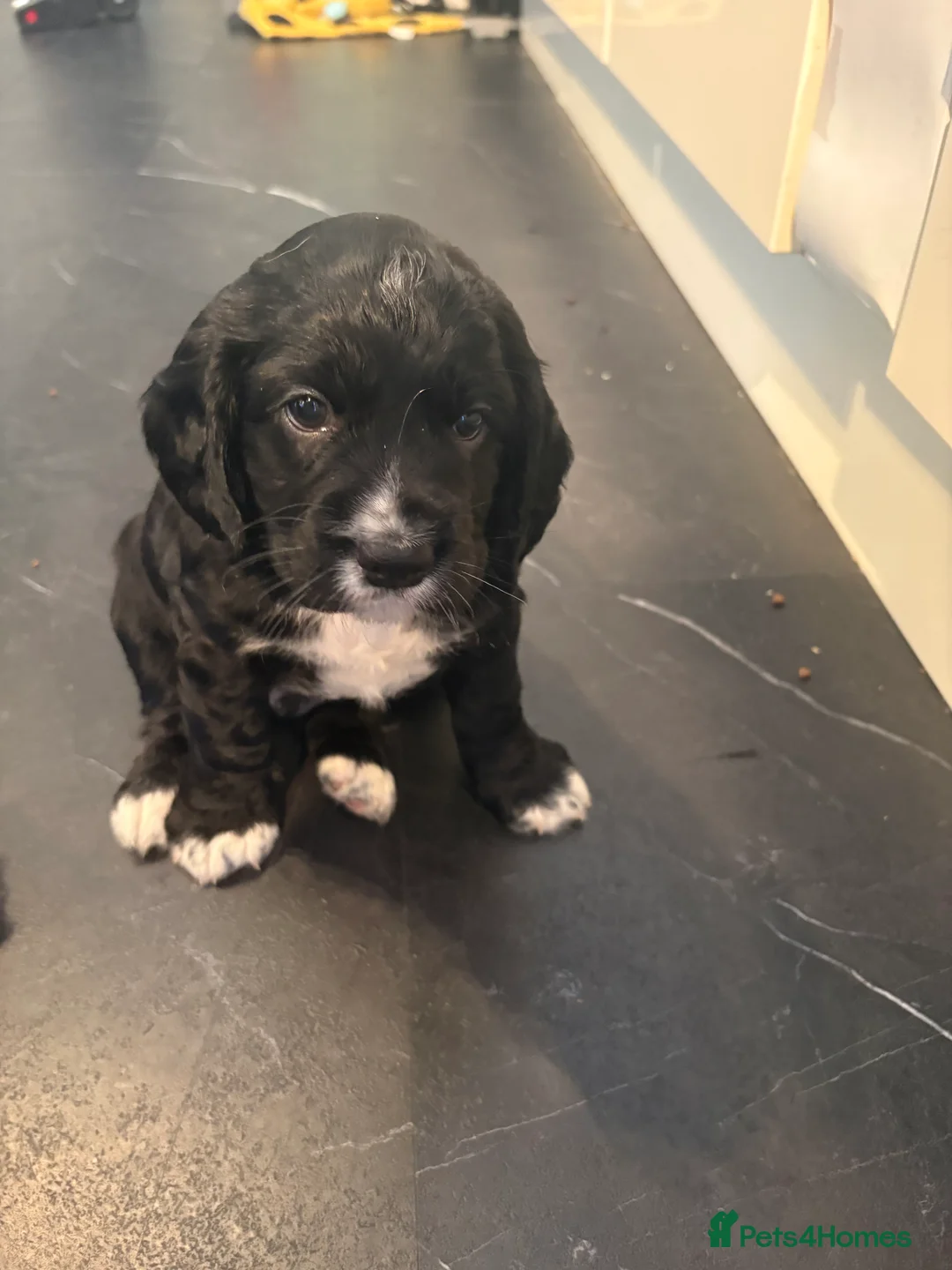 Cocker Spaniel dogs for sale: Kc working cocker spaniel puppies - Advert 2
