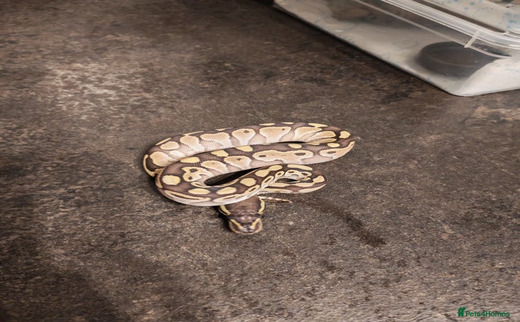 Python Snake reptiles - Advert 1