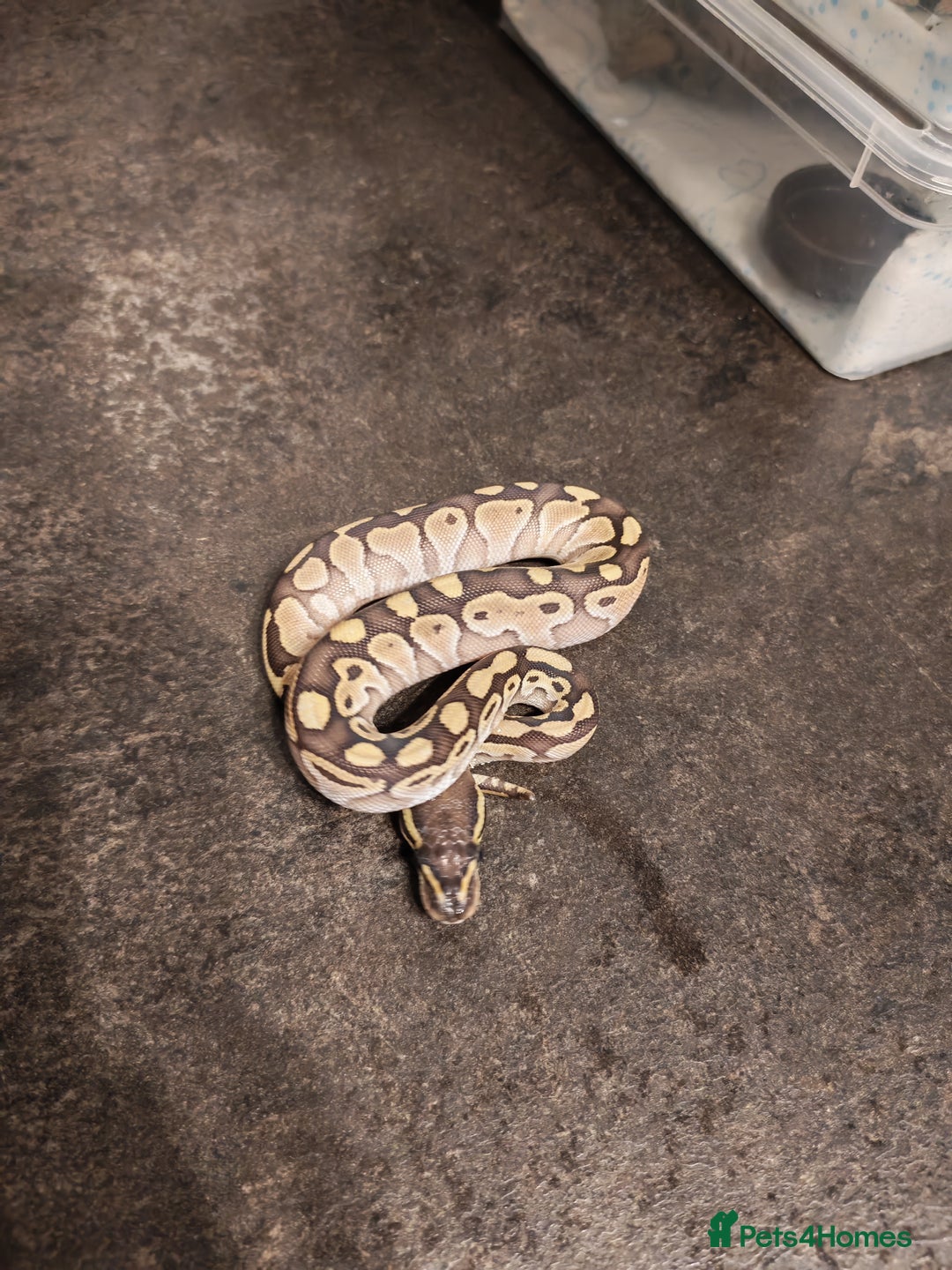 Python Snake reptiles for sale: Snakes for sale  - Image 1