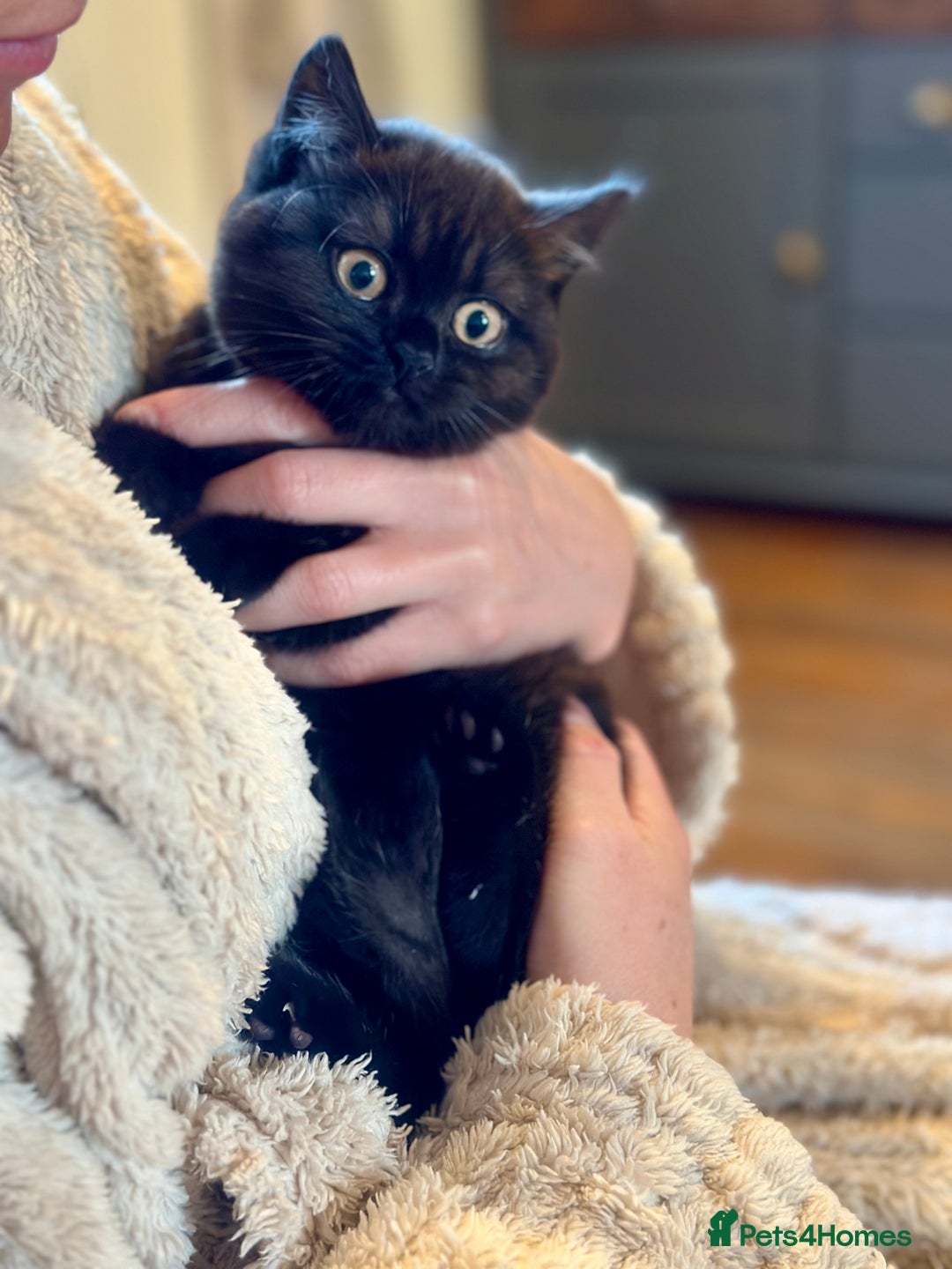 British Shorthair cats for sale: Superb British Short Hair kittens  in Bradford - Image 13