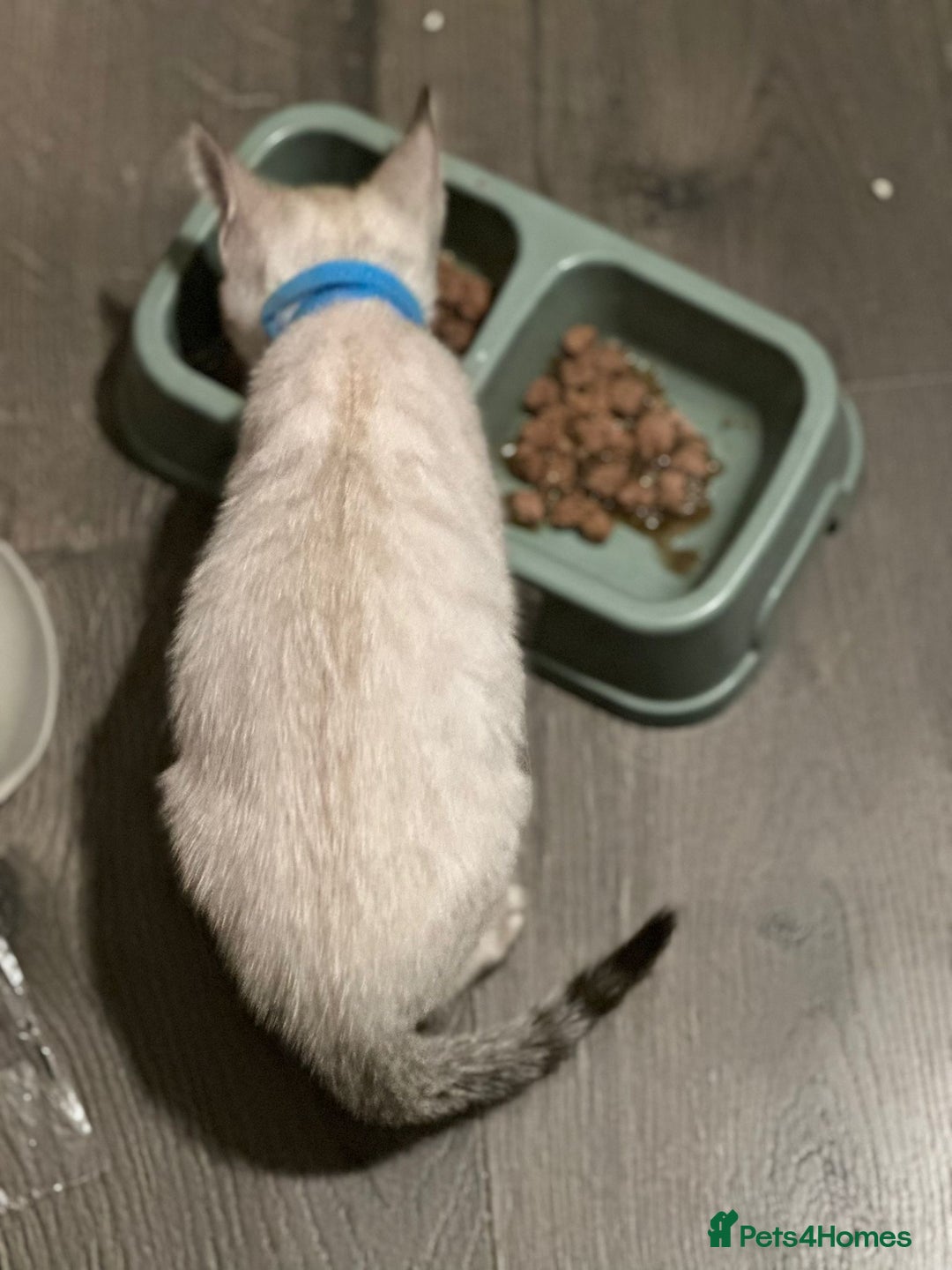 Bengal cats for sale: Blue Eyes Snow Lynx Bengal Kittens - Image 30