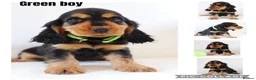 Cocker Spaniel dogs for sale: Cocker spaniel puppy’s  - Advert 4