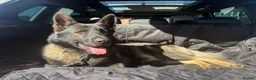 German Shepherd dogs for sale: Stunning kc male  - Advert 3
