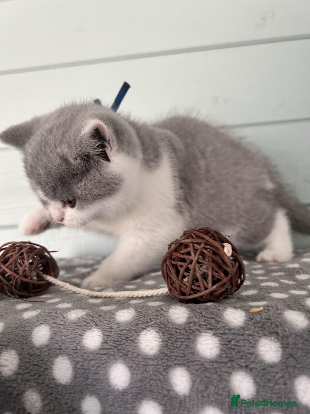 British Shorthair cats for sale: Blue/cream biocolour British short hair kitten - Image 22