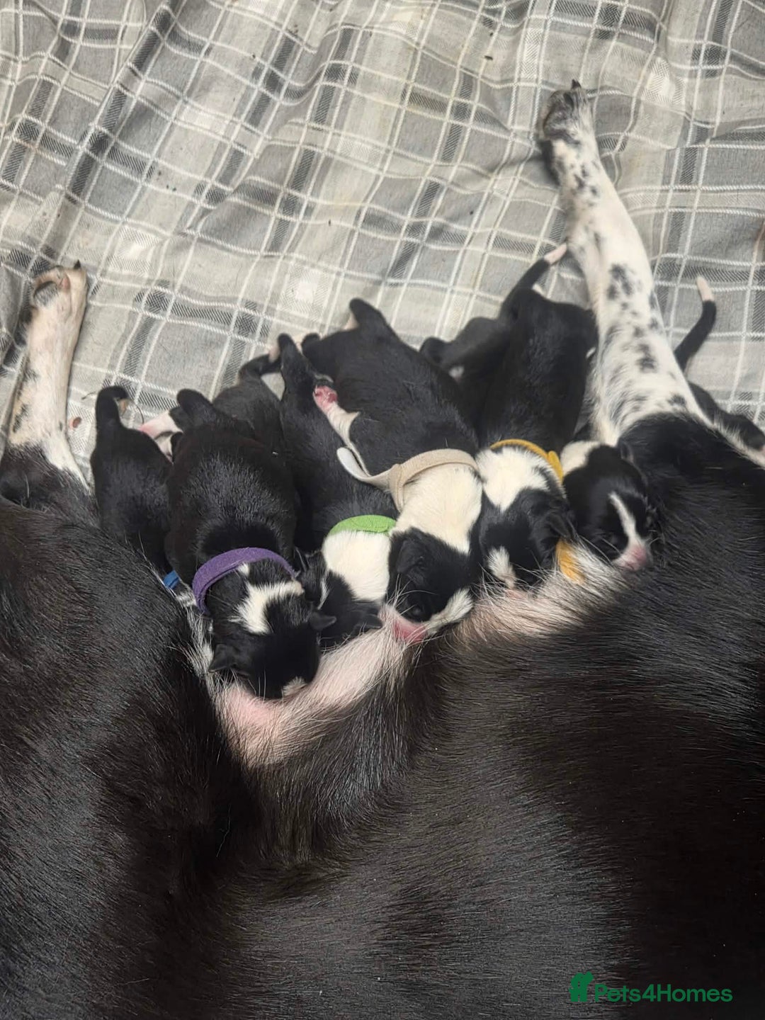 Border Collie dogs for sale: Border collie puppies - Advert 19
