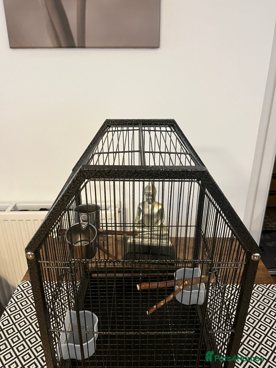 Lovebirds birds for sale: Hand reared love bird MALE  - Advert 12