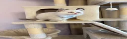 Ragdoll cats for sale: 💙 Stunning Purebred Ragdoll kittens  - Advert 6