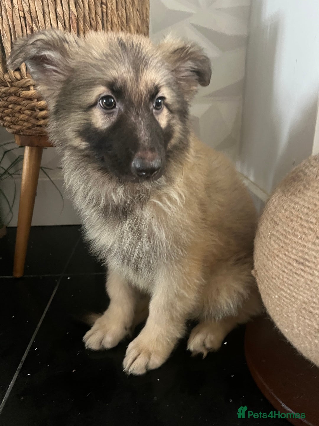 German Shepherd dogs for sale: German shepherd pups silver sable black/tan black  - Image 12
