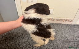 Cockapoo dogs for sale: Beautiful Chocolate and Merle F1 babies - Image 11