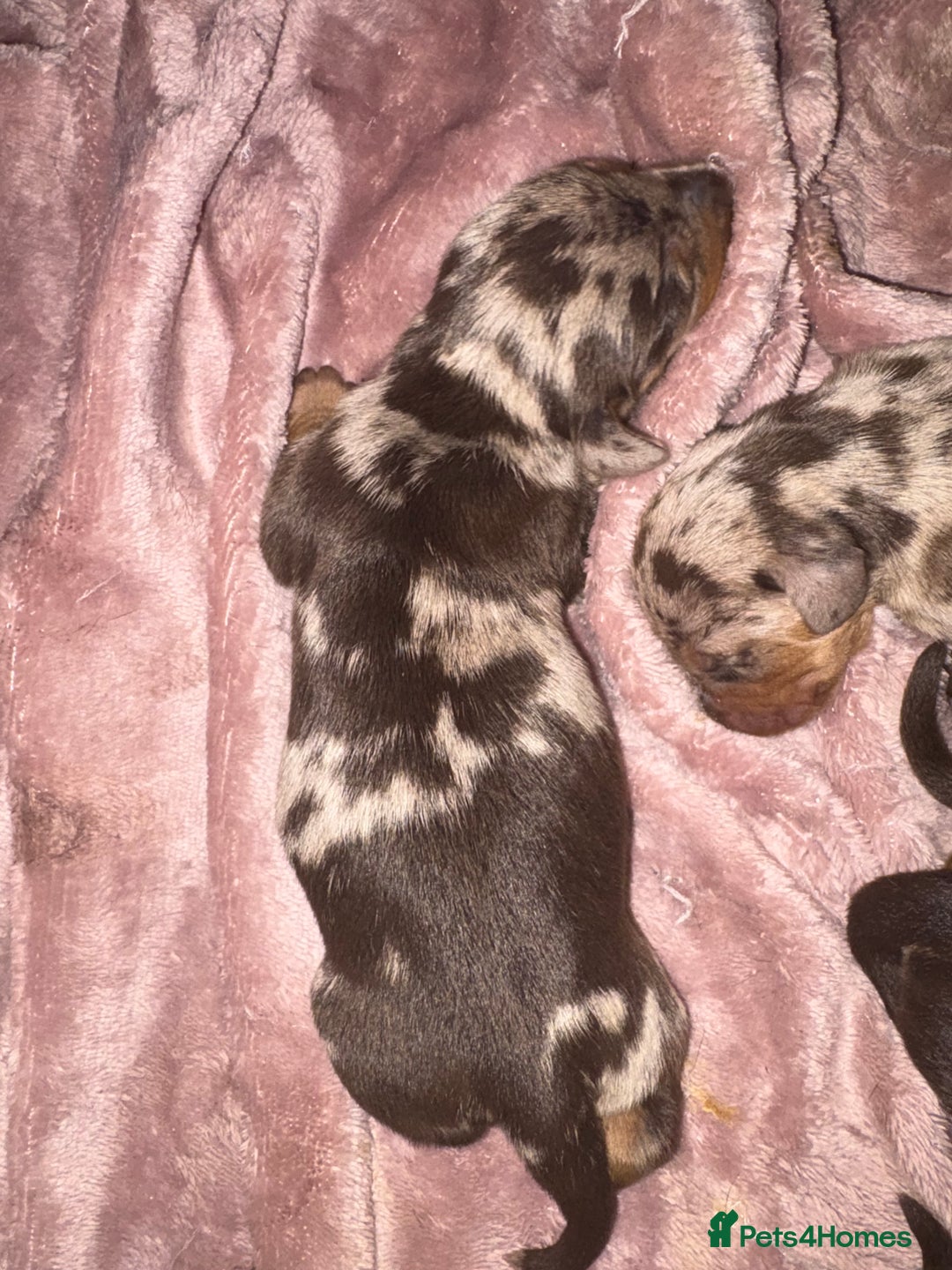 Dachshund dogs for sale: Dachshunds for Sale - Advert 8