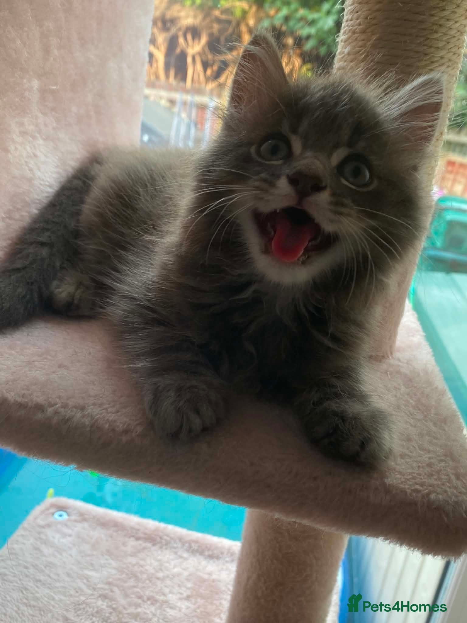 Domestic Shorthair cats One male kitten  - Advert 2