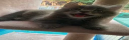 Domestic Shorthair cats for sale: One male kitten  - Advert 2