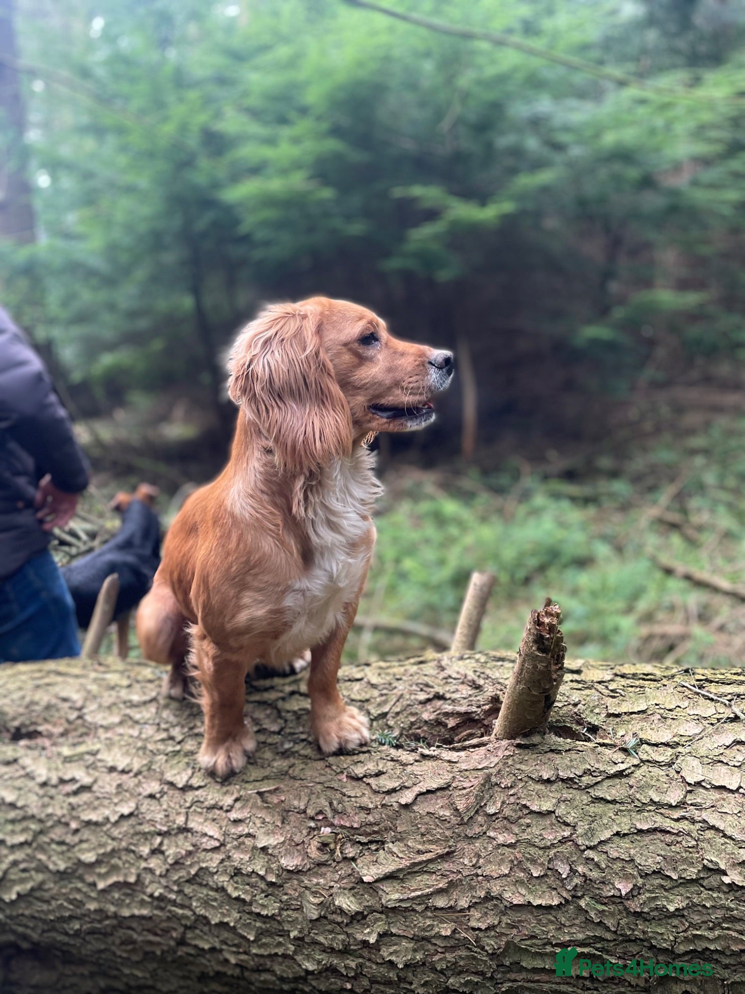 Cocker Spaniel dogs Exceptional Working Cocker Spaniel Stud Dog - Advert 1