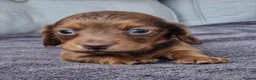 Dachshund dogs for sale: 5* True Minature Cream/Choc Dachshund Long Haired - Advert 7