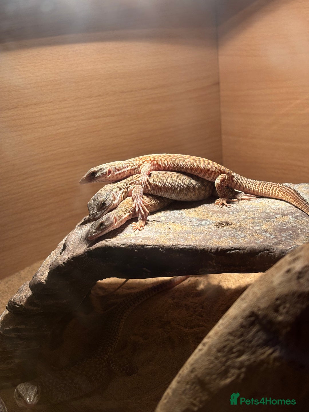 Monitor reptiles for sale: Baby yellow Ackie monitors  - Advert 1