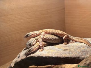 Monitor reptiles Baby red Ackie monitors - Advert 9