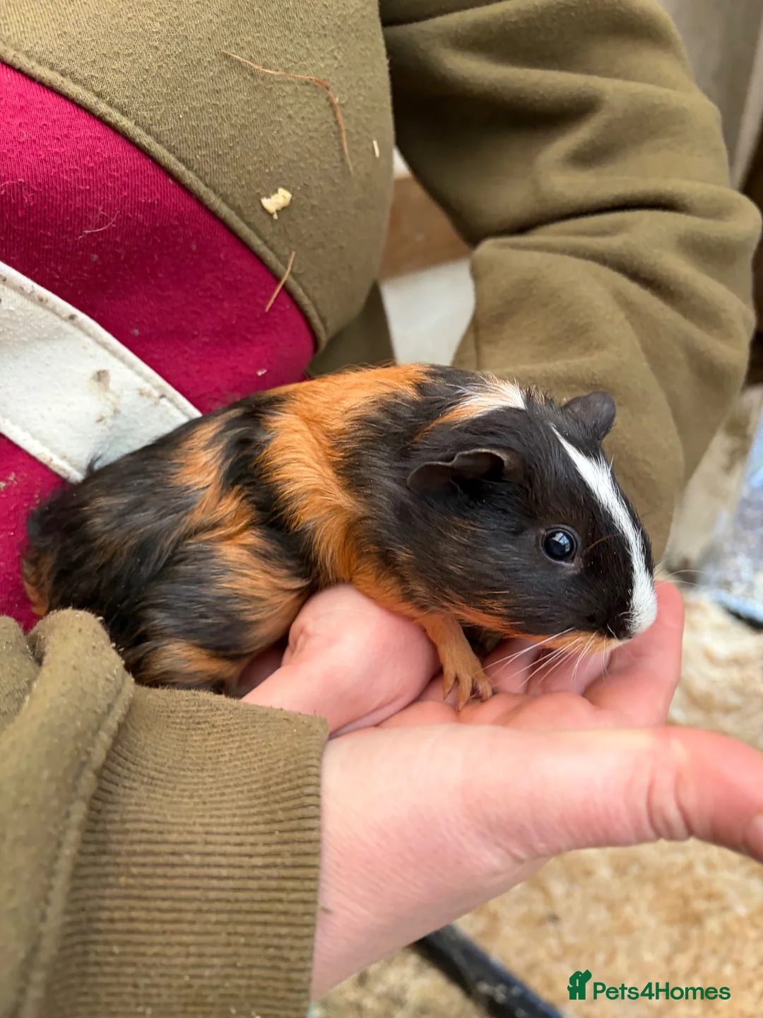 Guinea Pig rodents for sale: 9 week old Male guinea pig  - Advert 2