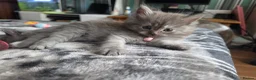 Persian cats for sale: 5 amazing persian kittens ready soon - Advert 17
