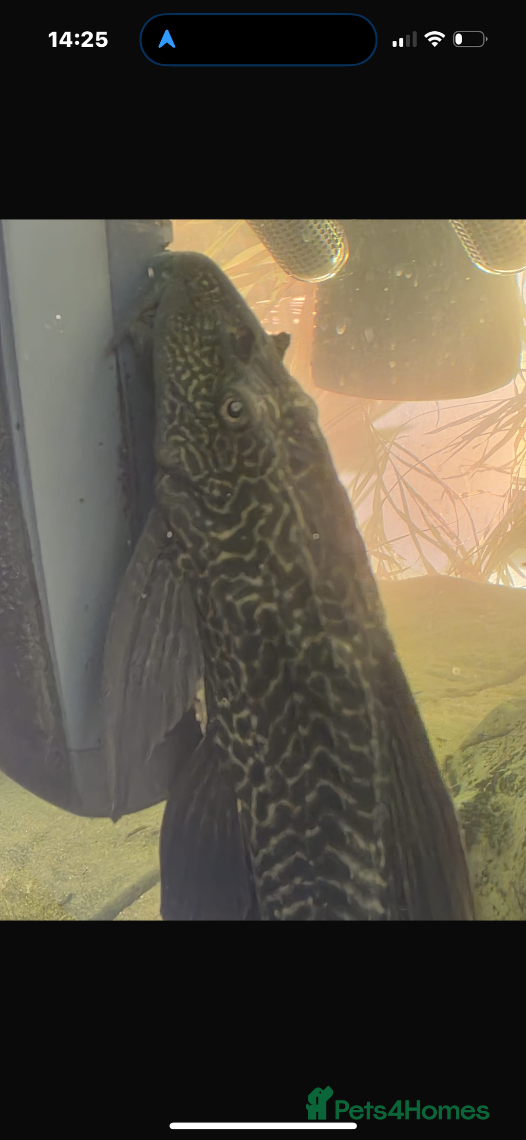 Plecos fish for sale: Albino and Black plecos need new home - Image 4