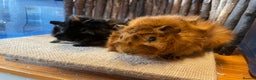 Guinea Pig rodents for sale: Beautiful baby Abyssinian Guinea Pigs - Advert 12
