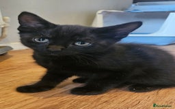 Mixed Breed cats for sale: Ready now kittens!  - Image 3