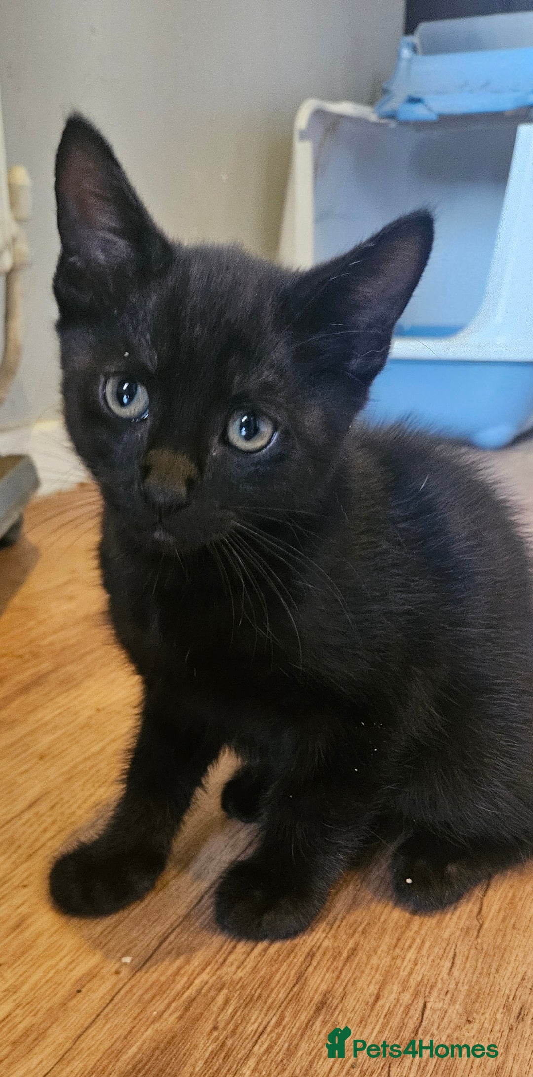 Mixed Breed cats for sale: Ready now kittens!  - Image 3