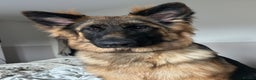 German Shepherd dogs for sale: German Shepherd for Adoption to a loving home - Advert 2