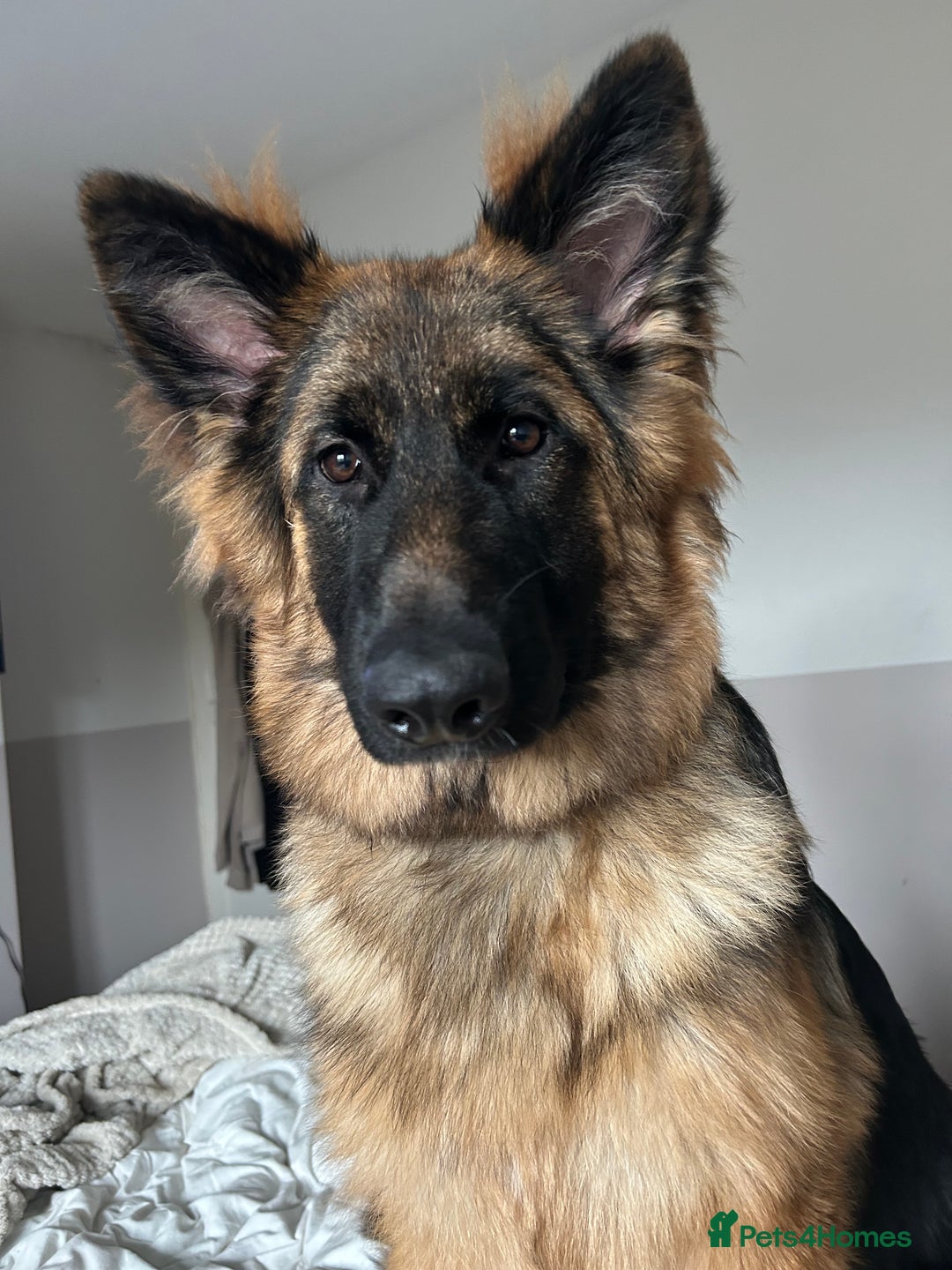 German Shepherd dogs for sale: German Shepherd for Adoption to a loving home - Advert 2
