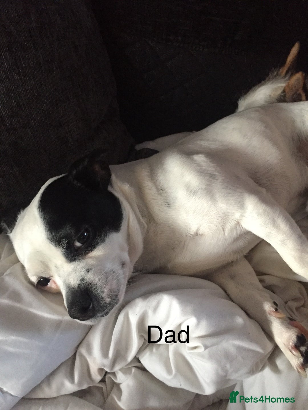 Jack Russell dogs for sale: Jack Russel  - Advert 7