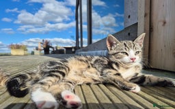 Mixed Breed cats for sale: Beautiful marked  friendly kittens  - Image 8