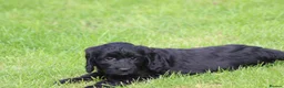 Cockapoo dogs for sale: Beautiful Cockapoo puppies for sale  - Advert 10