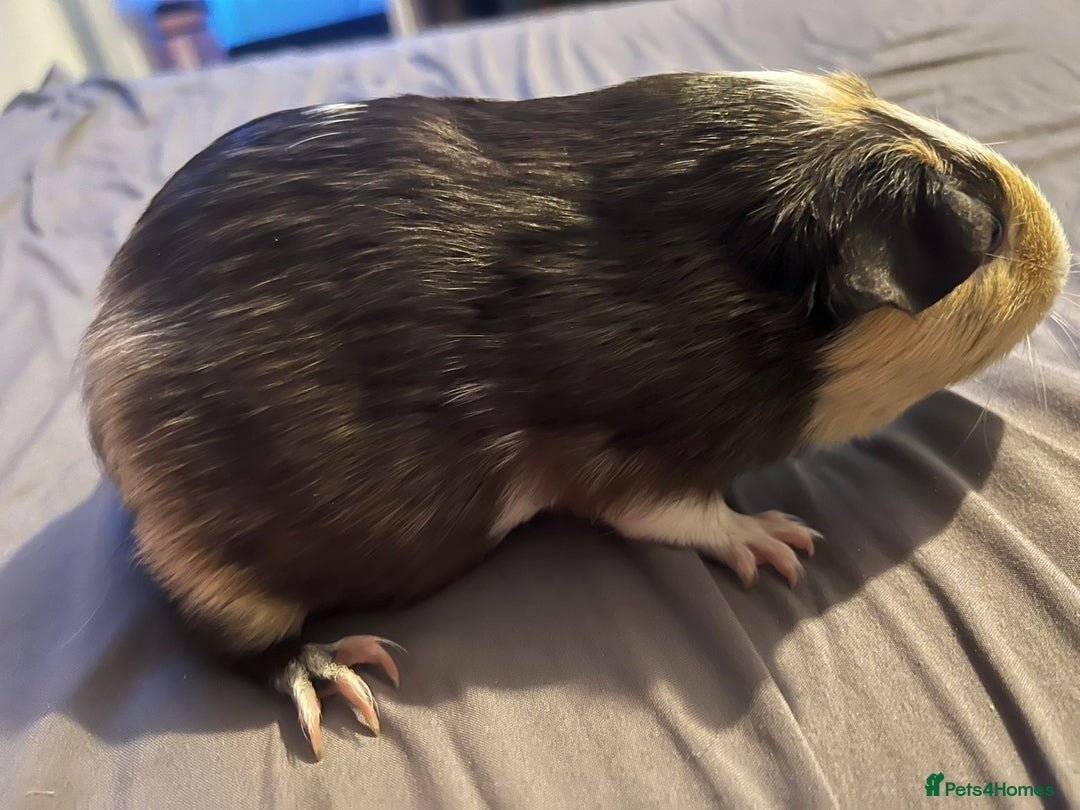 Guinea Pig rodents for sale: Female guinea pigs  - Advert 7